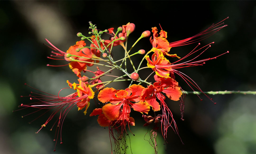 文山花帮主百科词条创建案例